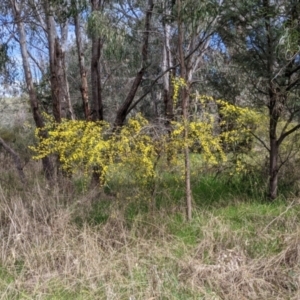 Acacia verniciflua at East Albury, NSW - 25 Aug 2021 11:39 AM
