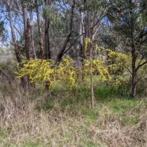 Acacia verniciflua at East Albury, NSW - 25 Aug 2021