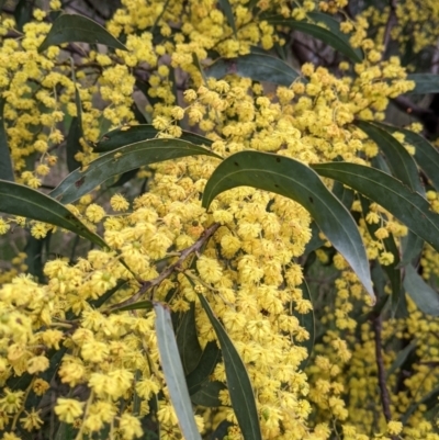 Acacia rubida (Red-stemmed Wattle, Red-leaved Wattle) at East Albury, NSW - 25 Aug 2021 by Darcy