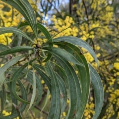 Acacia rubida at East Albury, NSW - 25 Aug 2021 11:40 AM