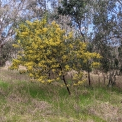 Acacia rubida at East Albury, NSW - 25 Aug 2021