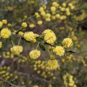 Acacia paradoxa at East Albury, NSW - 25 Aug 2021