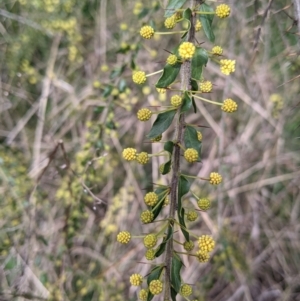 Acacia paradoxa at East Albury, NSW - 25 Aug 2021 11:41 AM