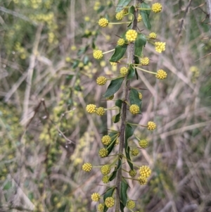 Acacia paradoxa at East Albury, NSW - 25 Aug 2021