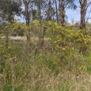 Acacia paradoxa at East Albury, NSW - 25 Aug 2021 11:41 AM