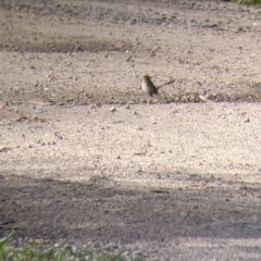 Malurus cyaneus at East Albury, NSW - 25 Aug 2021