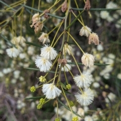 Acacia genistifolia (Early Wattle) at East Albury, NSW - 25 Aug 2021 by Darcy