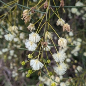 Acacia genistifolia at East Albury, NSW - 25 Aug 2021 11:47 AM