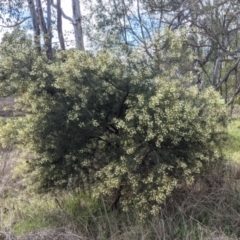 Acacia genistifolia at East Albury, NSW - 25 Aug 2021 11:47 AM