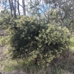 Acacia genistifolia at East Albury, NSW - 25 Aug 2021