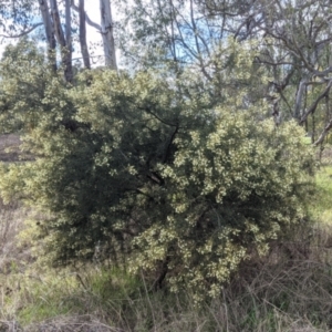 Acacia genistifolia at East Albury, NSW - 25 Aug 2021 11:47 AM