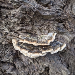 Trametes sp. at East Albury, NSW - 25 Aug 2021 11:53 AM