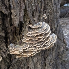 Trametes sp. at East Albury, NSW - 25 Aug 2021 11:53 AM