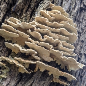 Trametes sp. at East Albury, NSW - 25 Aug 2021 11:53 AM