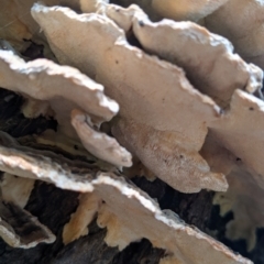 Trametes sp. at East Albury, NSW - 25 Aug 2021