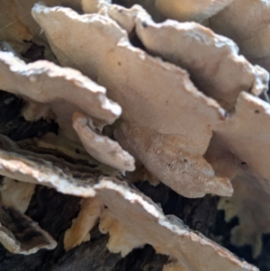 Trametes sp. at East Albury, NSW - 25 Aug 2021