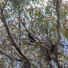 Gymnorhina tibicen (Australian Magpie) at Albury - 25 Aug 2021 by Darcy