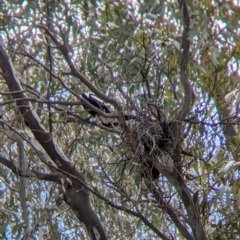 Gymnorhina tibicen at East Albury, NSW - 25 Aug 2021 11:56 AM
