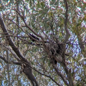 Gymnorhina tibicen at East Albury, NSW - 25 Aug 2021