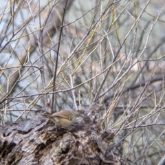 Sericornis frontalis (White-browed Scrubwren) at East Albury, NSW - 25 Aug 2021 by Darcy