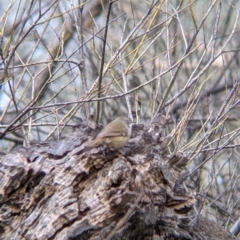 Sericornis frontalis at East Albury, NSW - 25 Aug 2021 11:57 AM