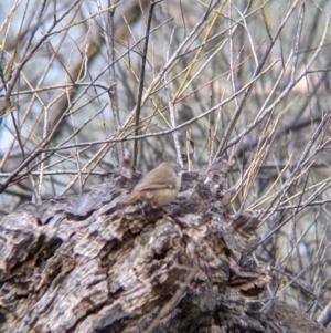 Sericornis frontalis at East Albury, NSW - 25 Aug 2021