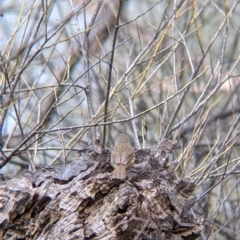 Sericornis frontalis at East Albury, NSW - 25 Aug 2021 11:57 AM