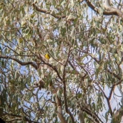 Pachycephala pectoralis (Golden Whistler) at Albury - 25 Aug 2021 by Darcy