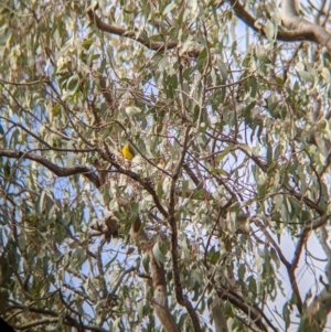 Pachycephala pectoralis at East Albury, NSW - 25 Aug 2021 12:01 PM