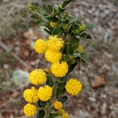 Acacia paradoxa (Kangaroo Thorn) at Watson, ACT - 25 Aug 2021 by abread111