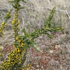 Acacia paradoxa at Watson, ACT - 25 Aug 2021