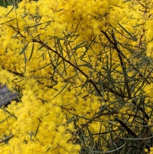 Acacia boormanii at Majura, ACT - 25 Aug 2021