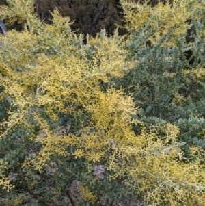 Acacia cultriformis at Watson, ACT - 25 Aug 2021