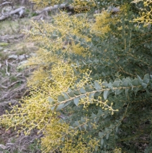 Acacia cultriformis at Watson, ACT - 25 Aug 2021