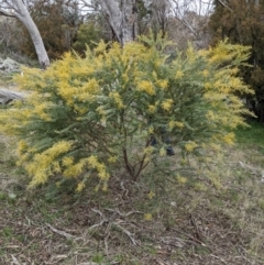 Acacia cultriformis at Watson, ACT - 25 Aug 2021