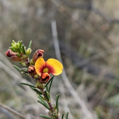 Dillwynia sericea (Egg And Bacon Peas) at Majura, ACT - 25 Aug 2021 by abread111