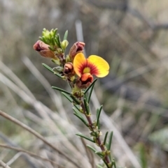 Dillwynia sericea at Majura, ACT - 25 Aug 2021 03:52 PM