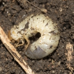 Scarabaeidae (family) (Scarab beetle, curl grub) at Higgins, ACT - 25 Aug 2021 by AlisonMilton