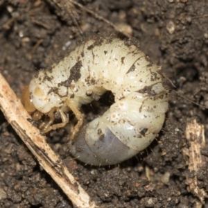 Scarabaeidae (family) at Higgins, ACT - 25 Aug 2021 01:59 PM