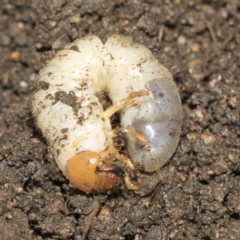 Scarabaeidae (family) at Higgins, ACT - 25 Aug 2021