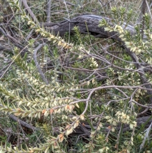 Melichrus urceolatus at Majura, ACT - 25 Aug 2021 03:53 PM