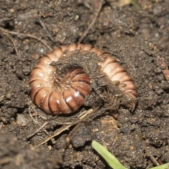 Paradoxosomatidae sp. (family) (Millipede) at Higgins, ACT - 25 Aug 2021 by AlisonMilton