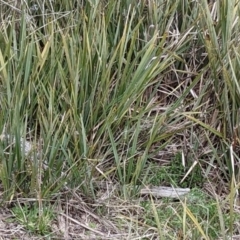 Dianella revoluta (Black-Anther Flax Lily) at Mount Majura - 25 Aug 2021 by abread111