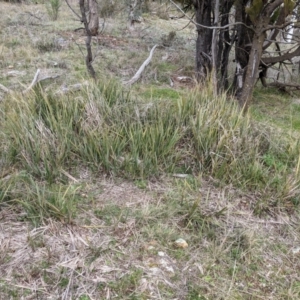 Dianella revoluta at Majura, ACT - 25 Aug 2021