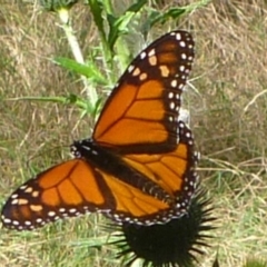 Danaus plexippus (Monarch) at Taroom, QLD - 29 Jun 2013 by JanetRussell