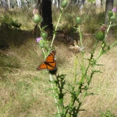 Danaus plexippus at Taroom, QLD - 29 Jun 2013