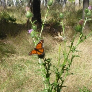 Danaus plexippus at Taroom, QLD - 29 Jun 2013