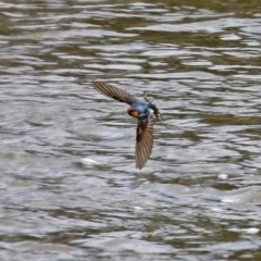 Hirundo neoxena (Welcome Swallow) at Point Hut to Tharwa - 25 Aug 2021 by RodDeb