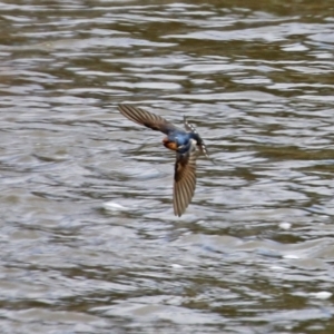 Hirundo neoxena at Gordon, ACT - 25 Aug 2021