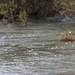 Hirundo neoxena at Gordon, ACT - 25 Aug 2021